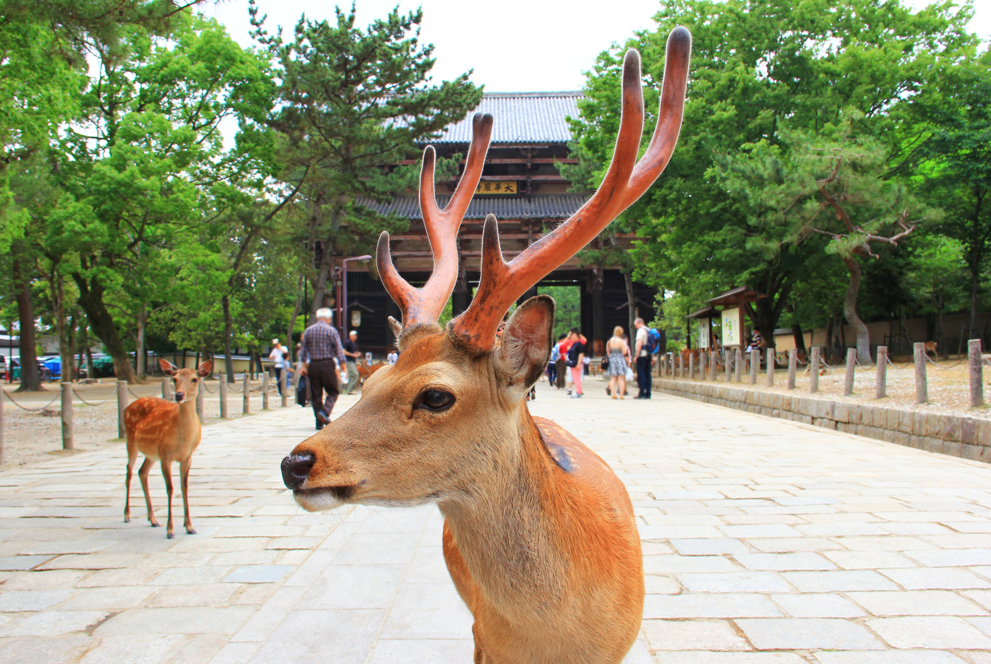 Nara Park — sacred deer